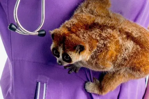 Родентовет, ветеринарная клиника