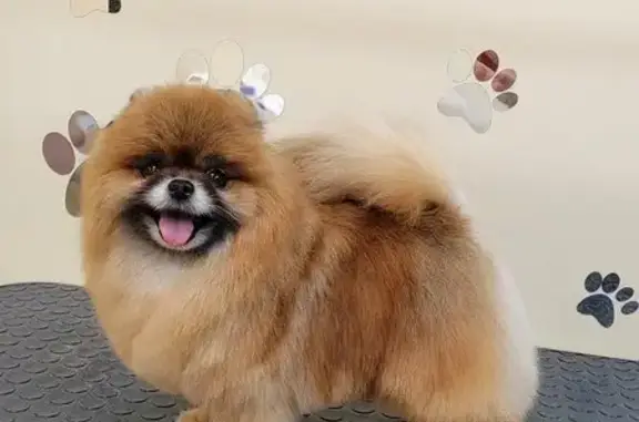 Студия груминга GroomДом