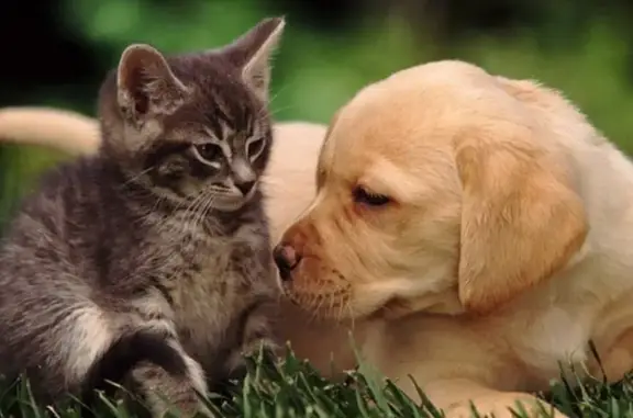 Анима, ветеринарная клиника