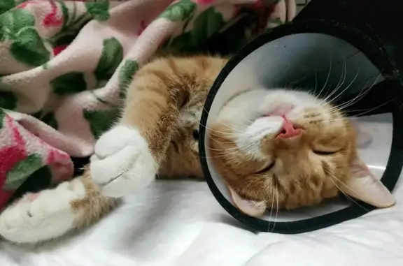 АпексВет, ветеринарная клиника