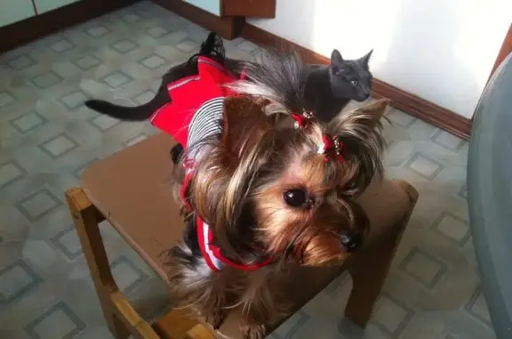 Груминг-салон Puffy на Нахимовском проспекте