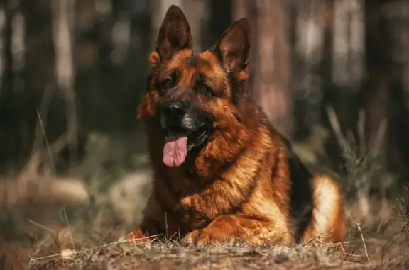 Тюменский областной кинологический клуб Союз