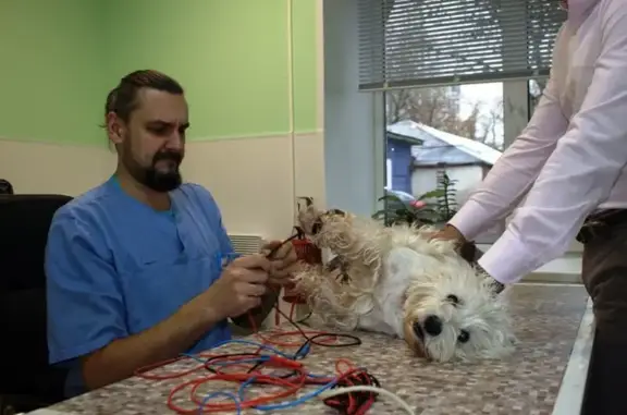 Ветфолль, ветеринарная клиника