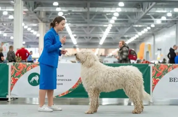 Груминг-студия Как кошка с собакой на Суздальской улице, 42