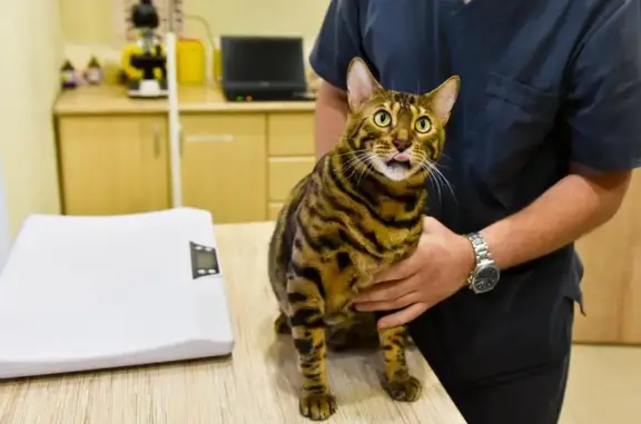 Чудо с хвостиком, ветеринарная клиника