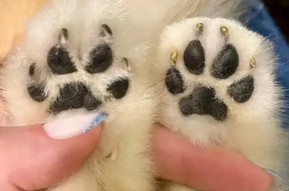 Зоосалон Грум-Эва