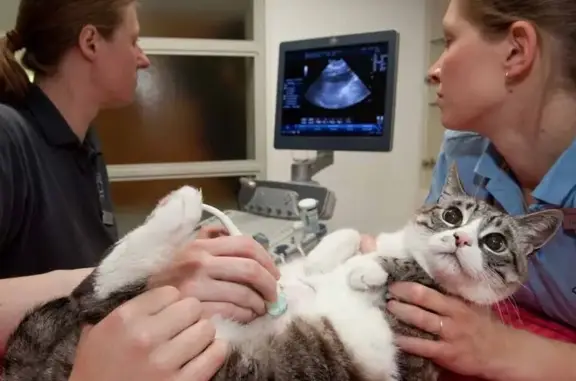 Ветеринарная клиника Атлантвет на улице Малая Дмитровка