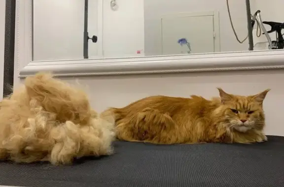 Зоосалон Два хвоста во 2-ом Вольном переулке