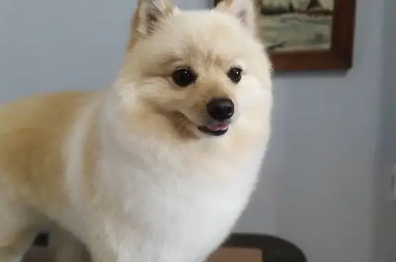 Зоосалон Аф-studio