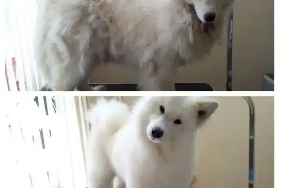 Центр услуг по уходу за животными Леди и Бродяга