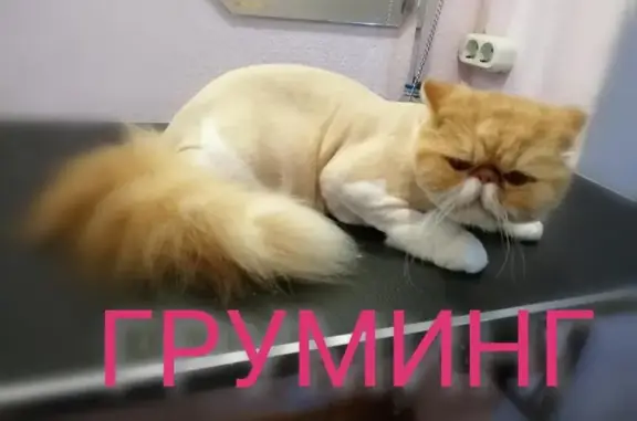 Ветеринарный кабинет Пушок в Адлерском внутригородском районе