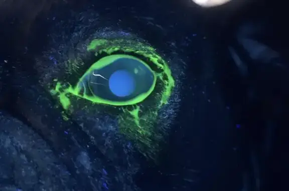 Лапка, ветеринарная клиника