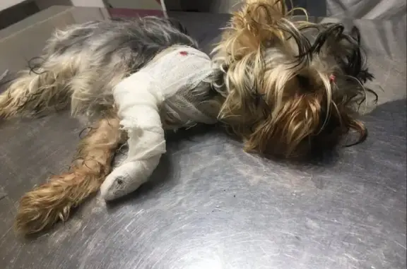 Ветеринарная клиника Вальрос в Советском районе