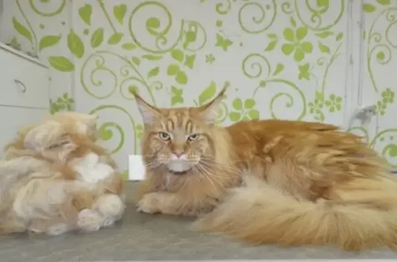 Зоосалон Лапочка на Гражданском проспекте, 118 к 1