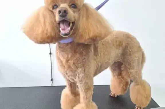 Груминг-студия Эльфик на метро Дунайская