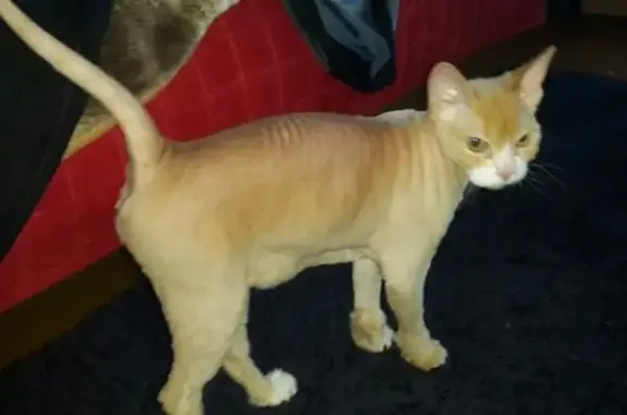 Питомец, ветеринарный центр