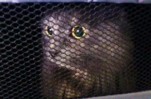 Ветеринарная клиника на шоссе Революции