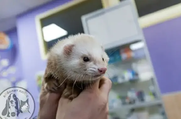 Айболит Плюс, сеть ветеринарных клиник