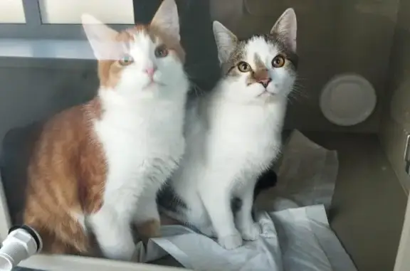 Доктор Пух, ветеринарная клиника