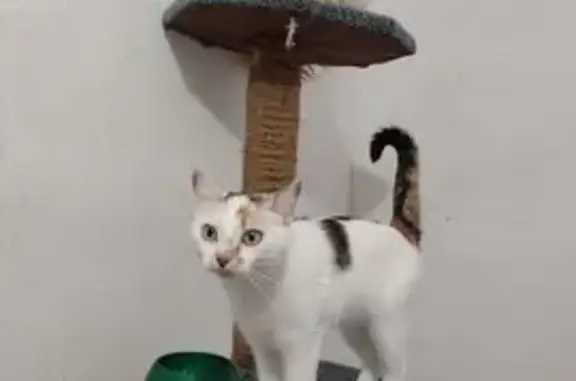 Зоогостиница Сараби на Тенистой улице, 8 в снт Правовед