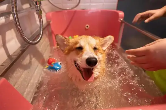 Зоосалон Orange groom на улице Челюскина