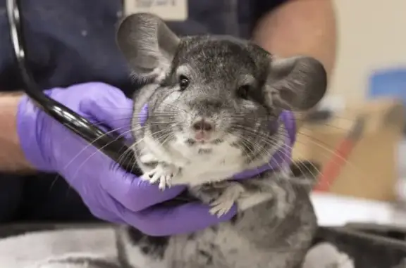 Ягуарвет, выездная ветеринарная клиника