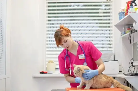 Артемида Плюс, ветеринарная клиника