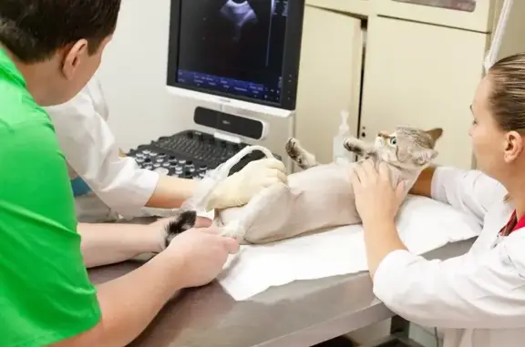 Веста-Вет, ветеринарная клиника