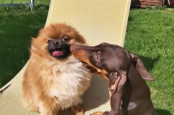 Гостиница для животных У Инны на Геодезической улице