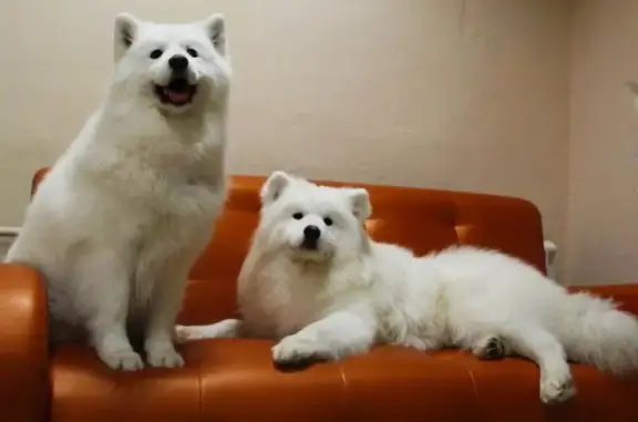 Зоосалон и груминг-студия У меня лапки на улице Клары Цеткин