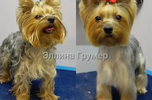 Груминг-кабинет для собак Moddog на Комсомольском проспекте