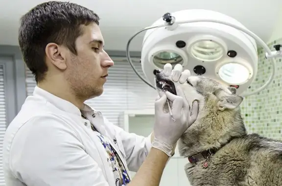 Пингвин, ветеринарная клиника