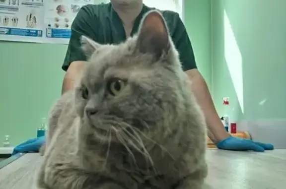 ВетГородок, ветеринарная клиника