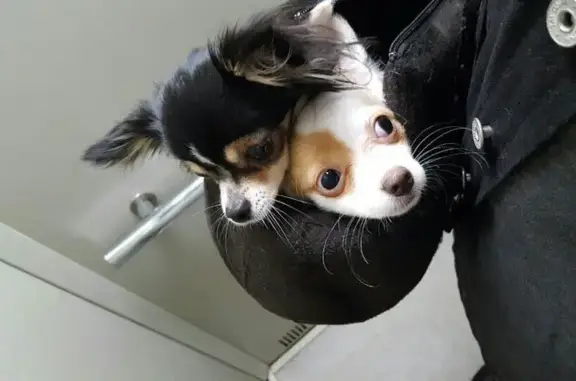 Гостиница для животных Happy Pets на проспекте Королева