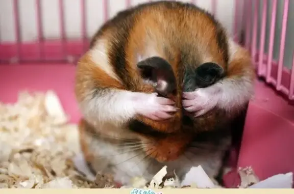 Ветеринарная клиника доктора А.Н. Ефимова на Ленинском проспекте