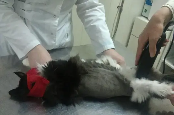 Дон Терьеро, ветеринарная клиника