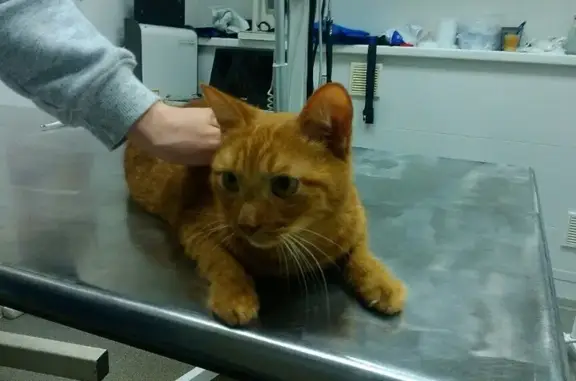 Барс, ветеринарная клиника