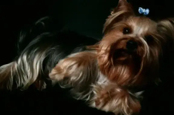 Салон красоты для животных Groom room на Санкт-Петербургском проспекте в Петергофе