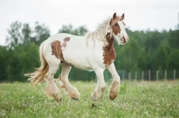 Пони-ферма Пинто Бриз в посёлке Трубный
