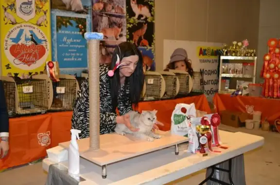 Питомник кошек BLACK FOX на Псковской улице, 48 к 3