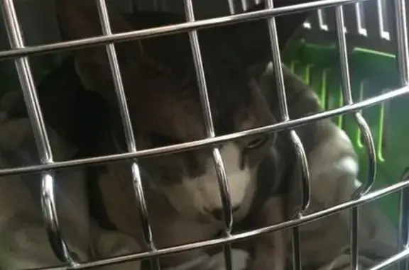 Ветеринарная клиника Гаврюша на Офицерской улице