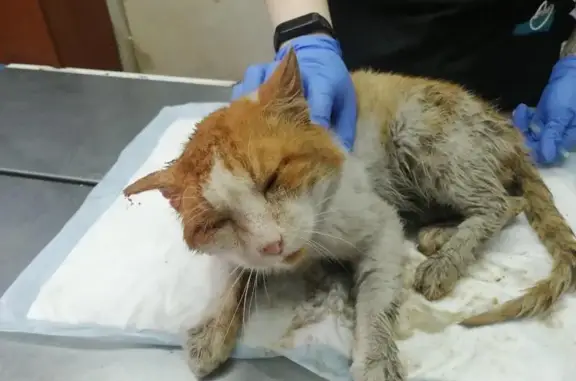 Ивановский городской общественный фонд по спасению животных