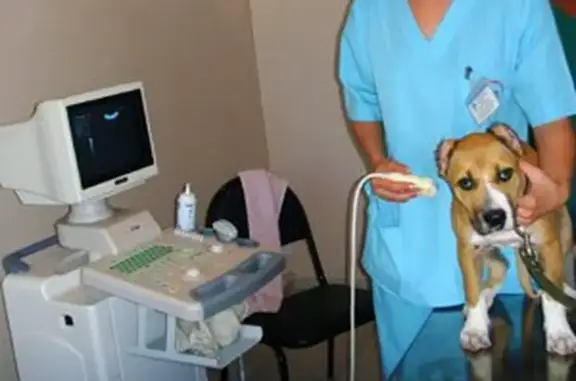 Воронежская городская станция по борьбе с болезнями животных