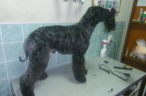 Домашний любимец, ветеринарный центр