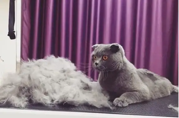 Груминг-салон ХвостУшки