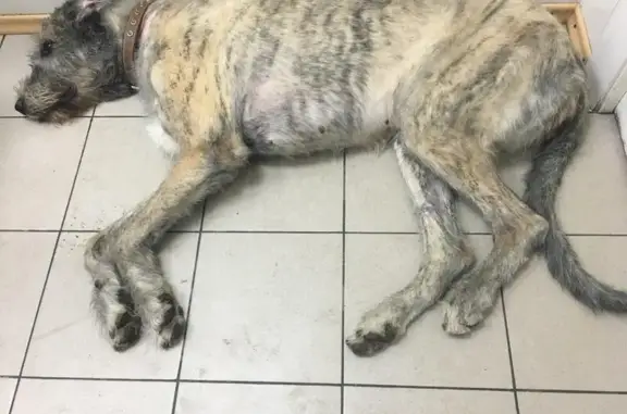 Тульский центр ветеринарной медицины