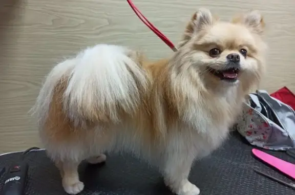 Доктор Шпицлен, ветеринарная клиника