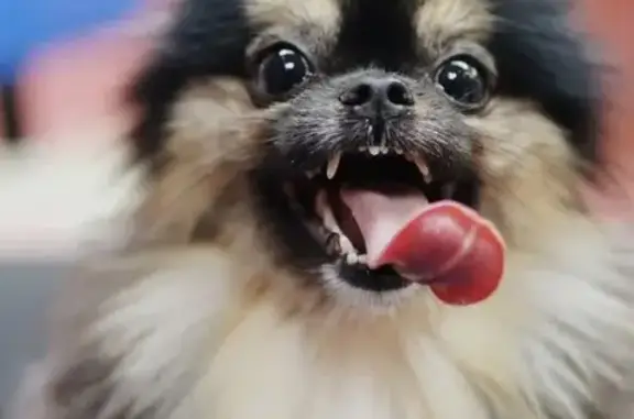 Груминг-салон MimiGroom на улице Северный Городок, 4