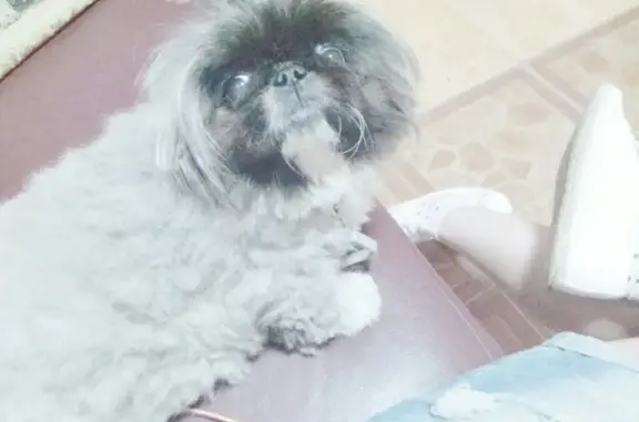 Зоося, центр услуг для животных