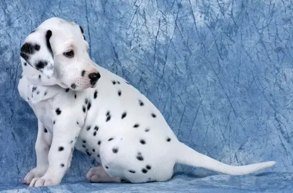 Lakki, ветеринарная клиника